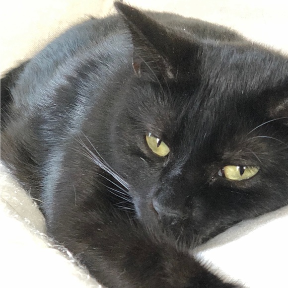 Peepers is LIVE! Like this to be notified when Peepers goes live!! - Picture 5 of 6